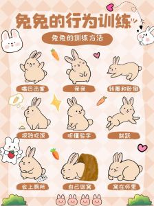 兔子吃饱了撑着了怎么办，兔子易饱胀肚？主人注意科学喂养！
