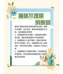 猫死了应该怎么处理玄学，养猫有灵性？道理解释猫咪离世与转世
