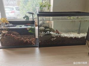 草缸开缸三天可以放鱼吗，新鱼缸消毒养水攻略，安心养鱼第一步