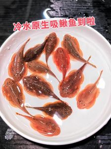 家里养了9条鱼和一条清道夫，九鱼招财，清道夫不吉