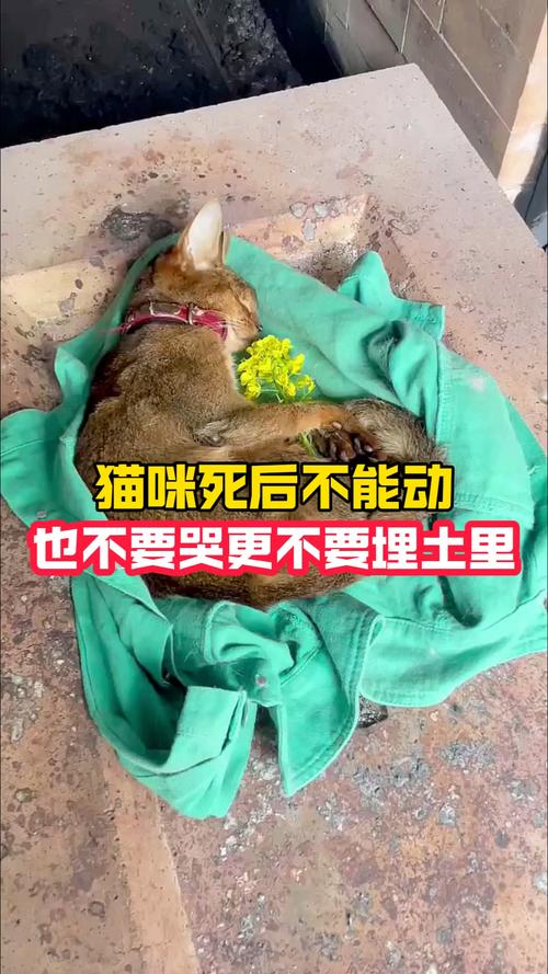 猫死后可以埋起来吗,猫去世怎么办?正确安葬避麻烦,别随便挖坑! 猫死后可以埋起来吗,猫去世怎么办?正确安葬避麻烦,别随便挖坑!