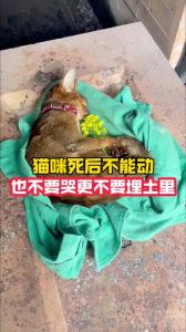 猫死后可以埋起来吗，猫去世怎么办？正确安葬避麻烦，别随便挖坑！