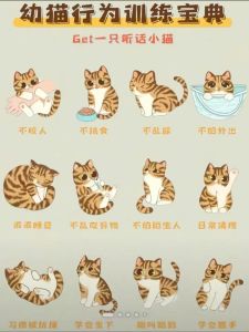 如何让散养猫回归家养，小区流浪猫怎么养？食物窝和兽医是关键