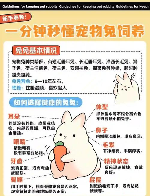 关于小兔子的习性说法正确的是,夜行爱啃咬,需安静环境 关于小兔子的习性说法正确的是,夜行爱啃咬,需安静环境