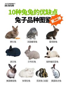 宠物兔品种，超萌兔子，可爱又需要陪伴