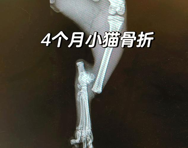 猫被撞断腿还能活吗,猫咪腿被车撞断怎么办? 猫被撞断腿还能活吗,猫咪腿被车撞断怎么办?