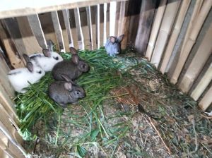 散养只兔子养殖利润，养兔喂黑麦草苏丹草省钱，散养肉质好但需防病防天敌，规模大小看效益，卖法不同收益不同