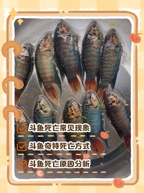 斗鱼突然死了要警惕,养斗鱼要注意观察,死鱼信号别忽视! 斗鱼突然死了要警惕,养斗鱼要注意观察,死鱼信号别忽视!