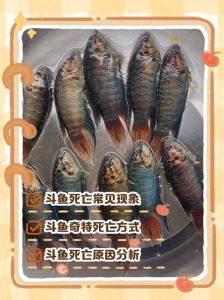 斗鱼突然死了要警惕，养斗鱼要注意观察，死鱼信号别忽视！