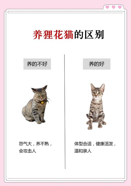 家猫能不能扔出去放养，养猫放养还是圈养？安全舒适最重要！