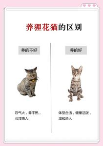 家猫能不能扔出去放养，养猫放养还是圈养？安全舒适最重要！
