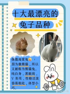 十大兔子最好养排名，侏儒兔乖狮子兔活垂耳兔柔