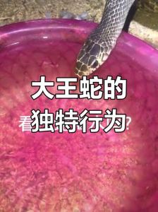 吃大王蛇违法吗，保护野生大王蛇，别让它因误会遭伤害