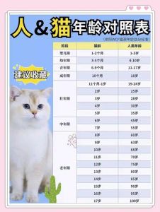 猫咪几年算老猫了，换粮调家，让老猫舒心过晚年