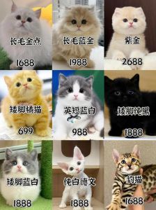 6只猫一个月得花多少钱，几百到上万，主要看主人！