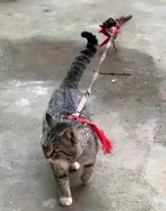 猫咪用绳子拴着养好吗，别老拴猫，它要自由玩！