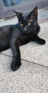 养玄猫的忌讳有哪些，黑猫配红绳？别信迷信，科学养猫最重要