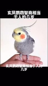 黑王蛇智商相当于几岁，黑王蛇好养耐饿，像虎蛇但温顺，爱食冻鼠