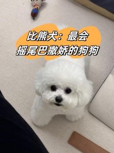 狗狗垂着尾巴摇代表什么，狗狗尾巴动作有啥讲究？