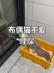 猫咪以前会埋屎但突然就不埋了，猫不埋屎？别慌，原因和处理方法！