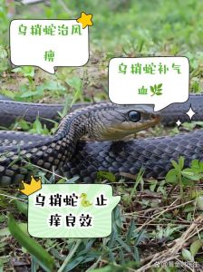 养蛇是为了什么，蛇很重要要保护，能管老鼠，宠物蛇温顺可赚钱