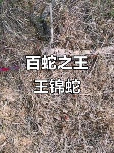 十几斤的大王蛇，秦岭无巨蟒，王锦蛇最大仅1米多