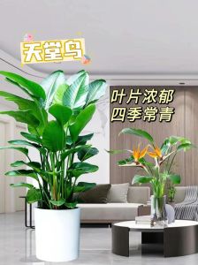 鸟可以放在屋里养吗，健康风险与注意事项