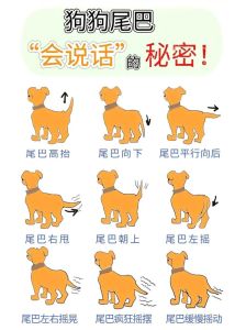 狗尾巴为什么不能摸，狗狗尾巴别乱摸，摸它要小心