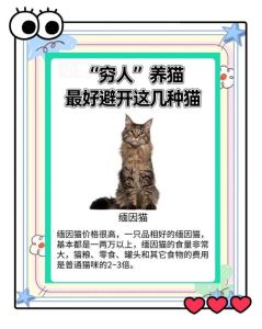 为什么别养土猫，警惕高粘人难养？土猫虽野值得爱！