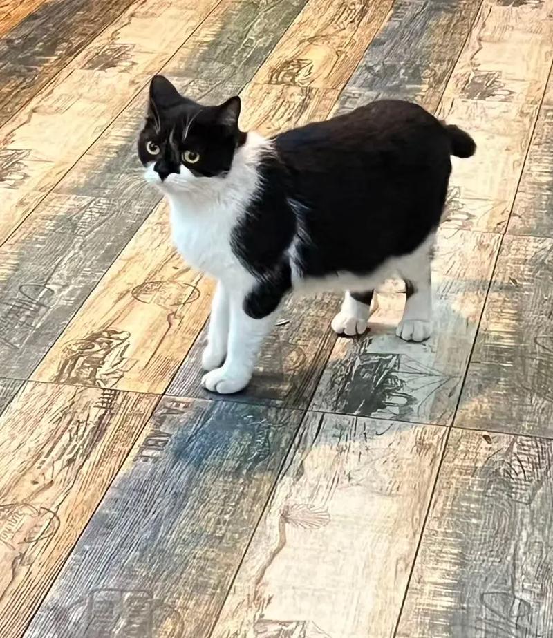 中国招财猫原型，招财猫原型三花猫，吉祥财富象征！