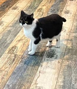 中国招财猫原型，招财猫原型三花猫，吉祥财富象征！