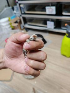狮鬃蜥苗一定要晒灯吗，鬃狮蜥晒灯要适度，时长强度是关键