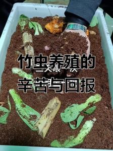 养殖竹虫500个利润多少，竹虫价格随季节变，好品质更贵，养殖有风险，新手先小养