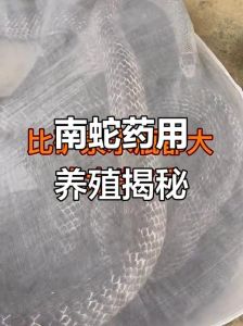 南蛇是什么蛇有毒吗，南方常见无毒大蛇