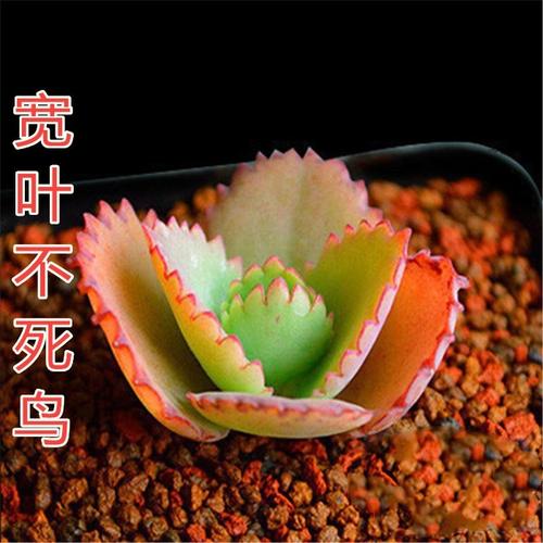 放生蛇的果报,消业障改变运势,跟菩萨结缘 放生蛇的果报,消业障改变运势,跟菩萨结缘