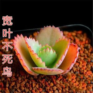 放生蛇的果报，消业障改变运势，跟菩萨结缘