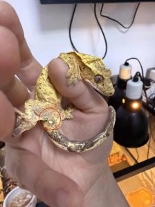 睫角和守宫什么区别，新手选豹纹好养，睫角活泼互动贵