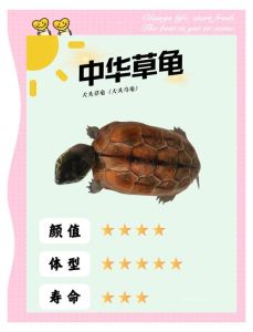 乌龟俗称叫什么，王八从乌龟别称变骂人话的由来