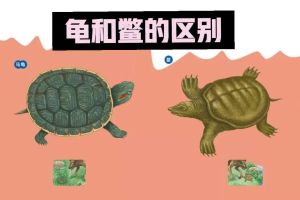 如何区分陆生和水生龟，水龟脚蹼陆龟粗，背甲锅盖与小山