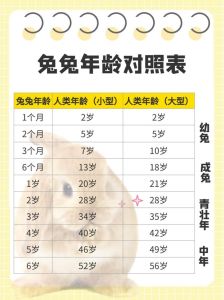 宠物兔寿命，养兔子需耐心陪伴，收获美好时光