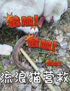 捡了流浪猫养不熟可以再放归吗，养流浪猫难？耐心喂玩，不熟就放归山林！
