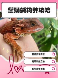 蜥蜴算不算保护动物，峨眉山发现奇特蜥蜴，是保护动物要尊重