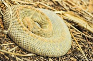 南蛇为何尽量少吃，带刺植物变药煲茶，王锦蛇虽克蛇但嘌呤高