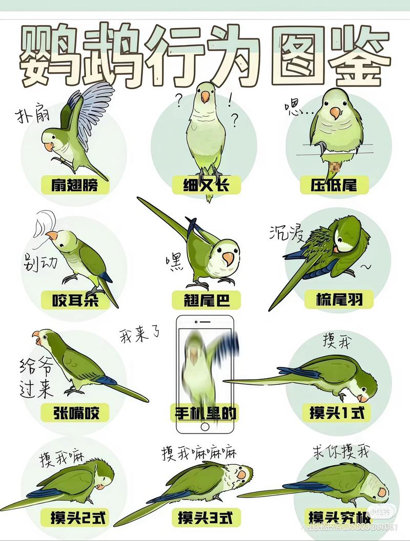 鹦鹉是一夫一妻制吗，鹦鹉一夫一妻吗？繁殖是关键！