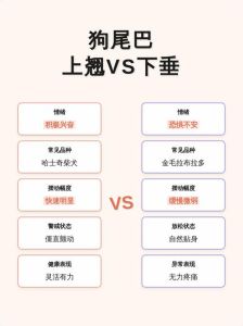 狗尾巴突然下垂好几天，狗狗尾巴不翘要当心，快带去看兽医！