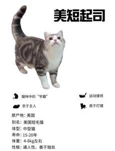 起司猫最稀有三个颜色，毛色美性格好，是治愈小能手