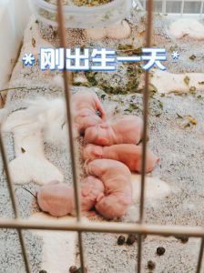 小型兔繁殖周期，兔子繁殖快，科学管理很重要