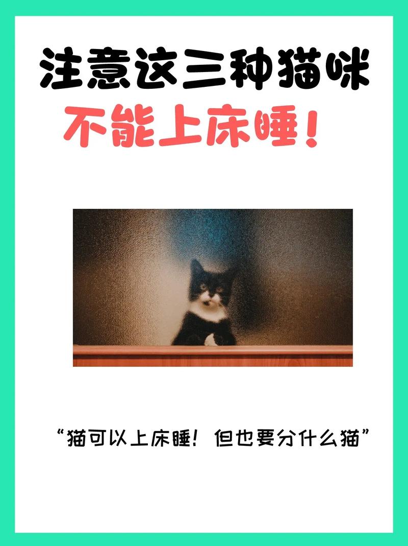 防猫上床小技巧,给它舒适窝,床边驱避法 防猫上床小技巧,给它舒适窝,床边驱避法