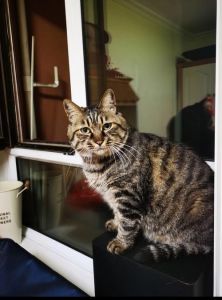 刚结婚养猫好不好，夫妻养猫需商量 清楚责任再决定
