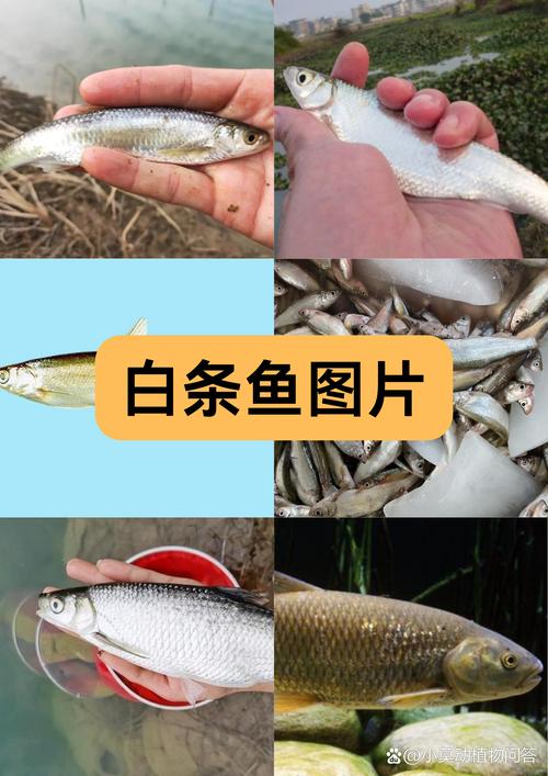 白条鱼的寿命,别小看白条鱼,虽麻烦但肉质细嫩鲜美 白条鱼的寿命,别小看白条鱼,虽麻烦但肉质细嫩鲜美